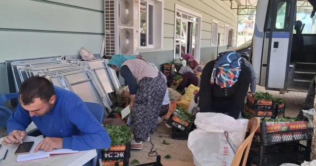 Sarıgöl de taze bağ yaprağı mesaisi başladı Sezonun ilk taze bağ yaprakları 100 TL den alındı Manisa Haberleri