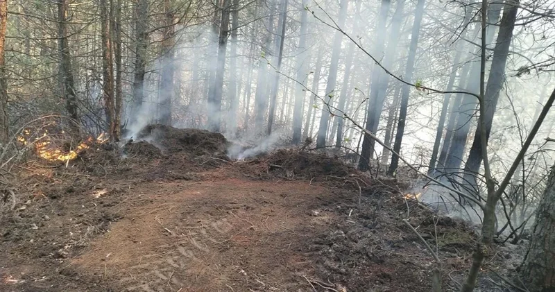 Aydın da orman yangını! 7 dekarlık alan küle döndü