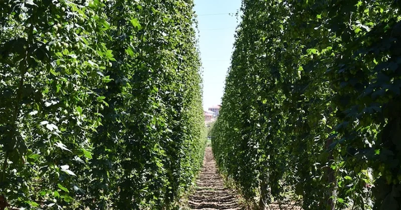 Kesip çöpe attığımız bitki Avrupa da kilosu 53 bin TL den kapış kapış satılıyormuş Sözcü Gazetesi