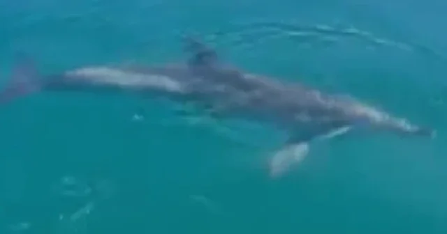 Yunusun oltadaki balıklar için sağa sola yüzdüğü anlar kamerada VİDEO İZLE