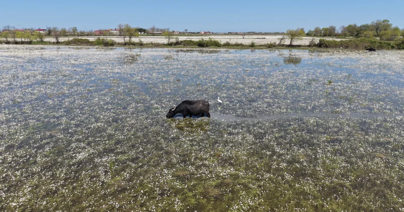 Samsun da su papatyalarıyla masalsı atmosfer! Bir ay içinde kayboluyor