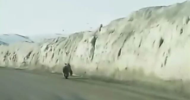 Van da kara yoluna inen ayı kameraya yansıdı Van Haberleri