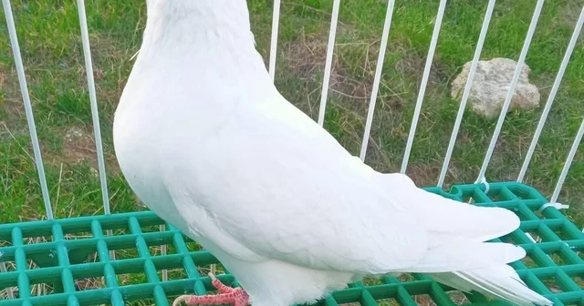 Denizli azman güvercinleri güzellikleriyle mest etti Denizli Haberleri