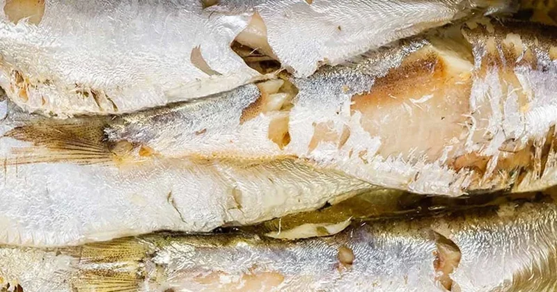 Asıl protein kaynağı tavuk değilmiş, Türklerin sofrada ittiği bu balık kemikleri çelik gibi yapıyor Sözcü Gazetesi