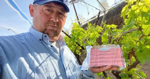 Sarıgöl Ovası nda üzüm bağlarında Fenomen Tel seferberliği Manisa Haberleri