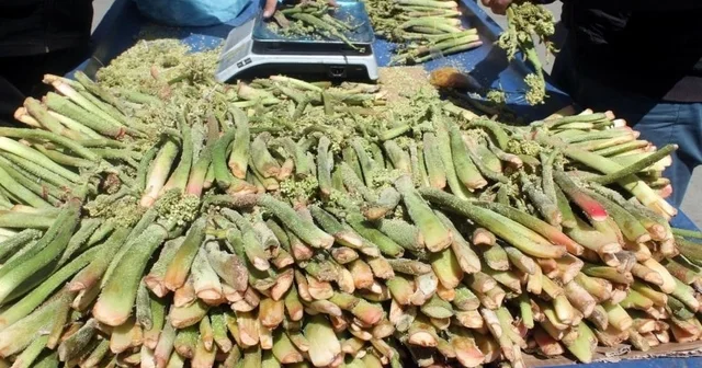 Yüksek rakımın lezzeti tezgâhlarda Erzincan Haberleri