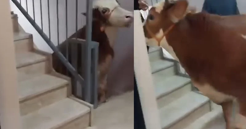 Boğayı 6 kat çıkardılar, terasta kestiler Sözcü Gazetesi