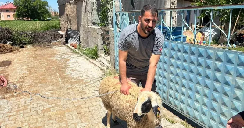 Erzincan’da kaçan kurbanlık koyun 1 saat sonra yakalandı