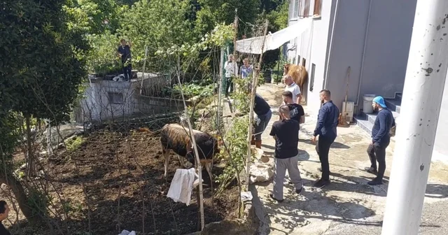 Rize de kaçan kurbanlık sahiplerine zor anlar yaşattı Rize Haberleri
