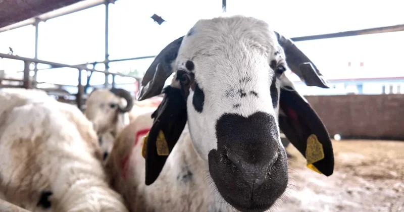 Kurban kesiminde ‘hastalık’ uyarısı
