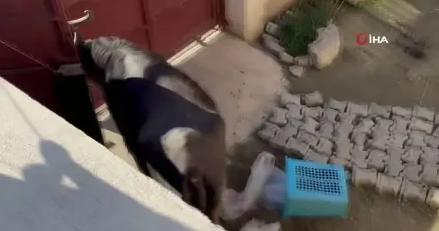 Kaçan kurbanlığın saldırısından bodruma sığınarak kurtuldu