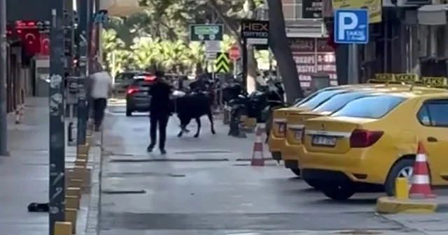 Sahibinin elinden kaçan dana korku dolu anlar yaşattı İzmir Haberleri