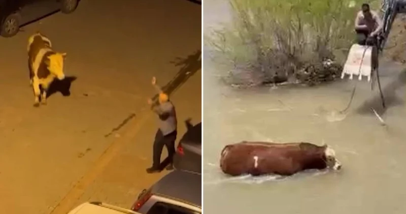 Bir bayram klasiği; kaçan kurbanlıklar... İpini koparan kaçtı! Son dakika haberleri