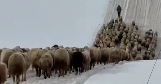 Erzincan da besicilere yayla yolunda kar sürprizi VİDEO İZLE