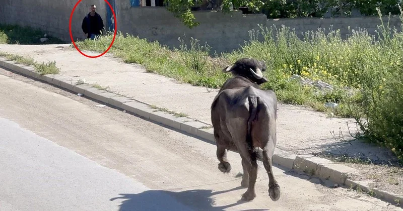 Çorum da Kaçan Kurbanlık Kaosu