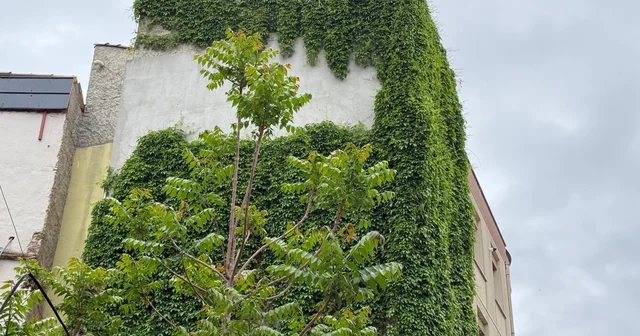Beton binanın duvarları yeşile döndü Eskişehir Haberleri