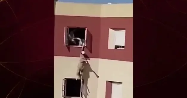 Kurbanlık koyun camdan atladı! O anlar kameraya yansıdı