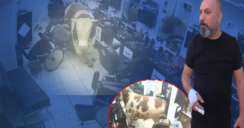 Sultanbeyli de sahibinden kaçan kurbanlık boğa kuaföre daldı: O anlar güvenlik kamerasında!