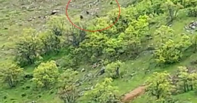 Tunceli de ayı sürüsü görüntülendi Tunceli Haberleri
