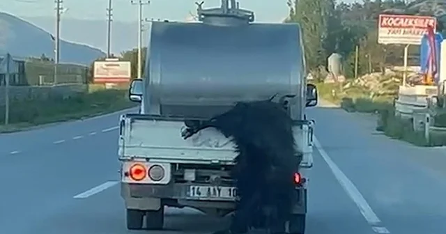Kurbanlığı araçtan sarkıtan sürücüye 31 bin lira ceza Bolu Haberleri