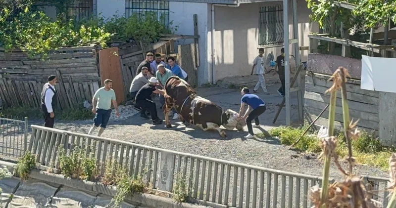 Kaçak kurban kesimlerine ceza yağdı! Son dakika haberleri