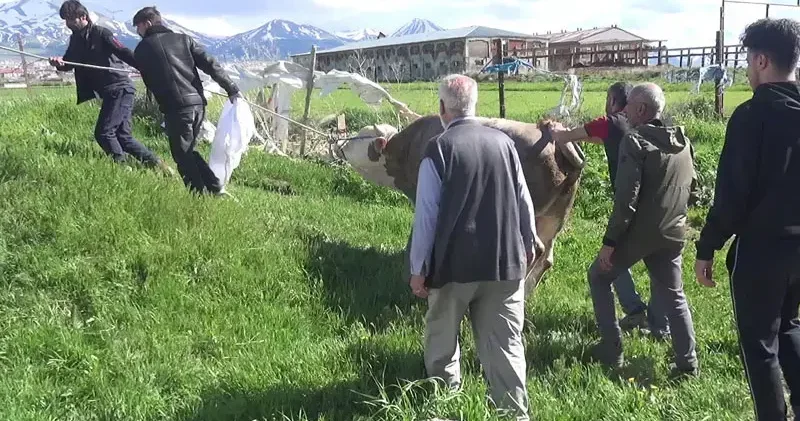 Kurban keserken kalp krizi geçirip öldü