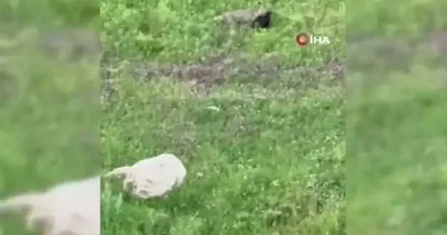 Ağzında avıyla gezen tilki ile vatandaşın güldüren diyaloğu: Tüm komutlara harfiyen uydu
