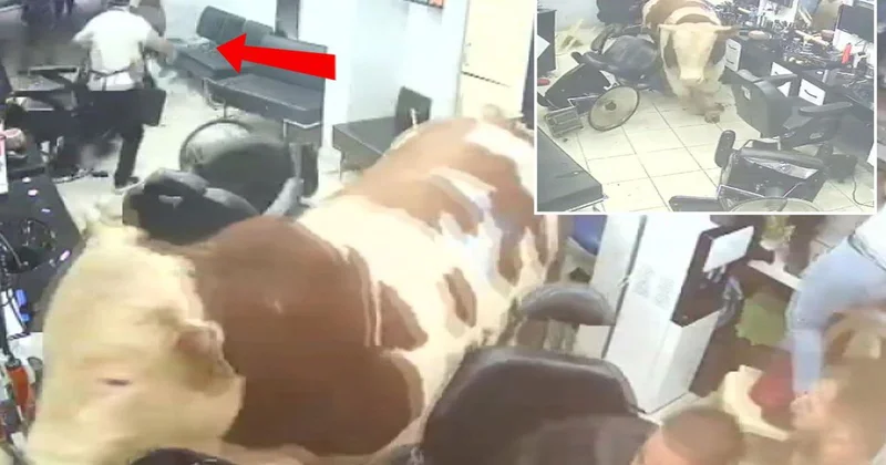 Kurbanlık tosun kuaföre daldı! Deprem olsa bu kadar kaos yaşanır