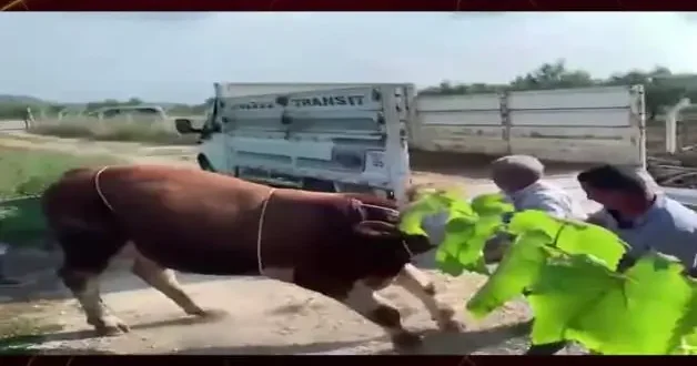 6 kişinin zapt edemediği boğa, tekmeyle bir kişiyi yere serdi