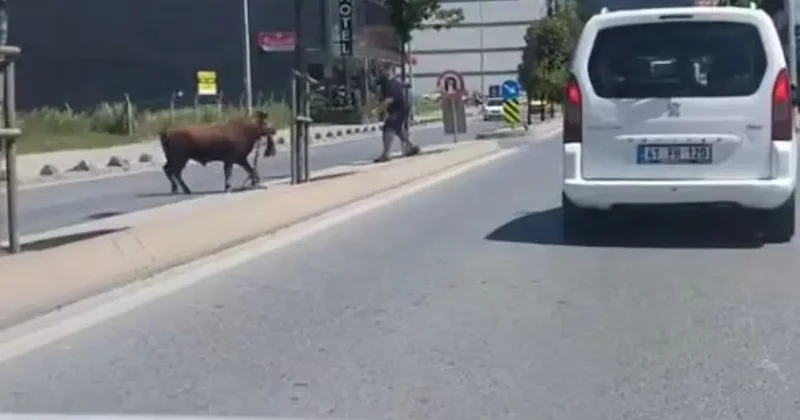 Arnavutköy’de kaçan kurbanlığın ortalığı birbirine kattığı anlar kamerada