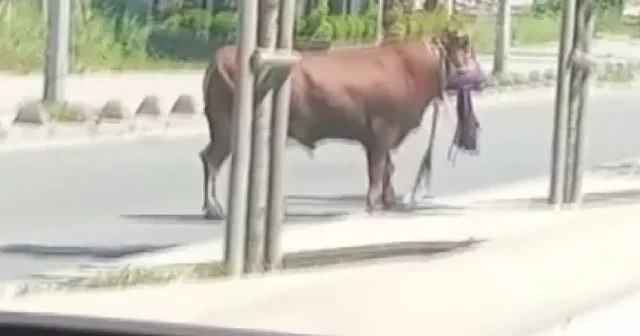 Arnavutköy sokaklarında kurbanlık kovalamacası: Kaçan dana mahalleyi ayağa kaldırdı VİDEO İZLE