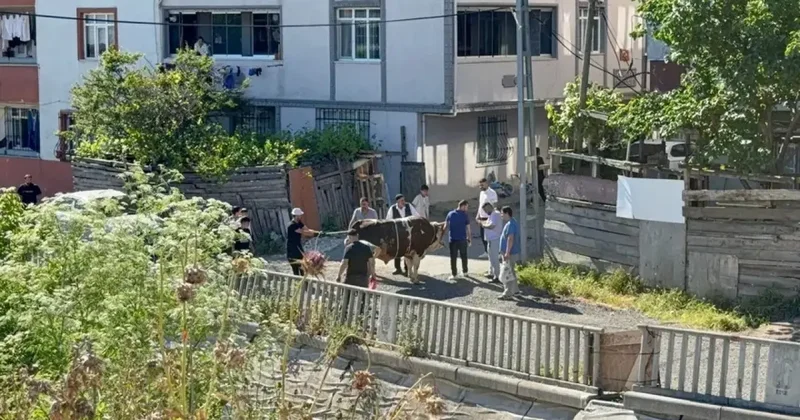 İstanbul da ekipler işbaşında! Sokakta kurban kesimine ceza yağıyor