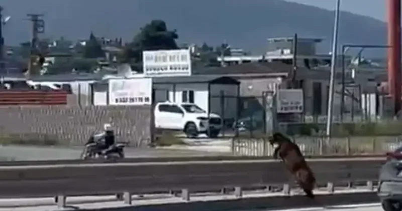 Sahibinin elinden kaçan kurbanlık keçi, refüjden atlayarak gözden kayboldu