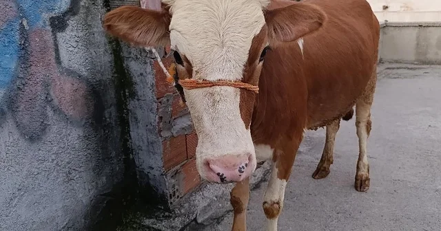 Kurbanlık boğa 6 katlı binanın terasında kesildi Bursa Haberleri