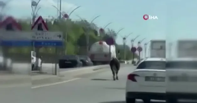 Dana kaçtı, vatandaş kovaladı: Kurbanlık, Ankara trafiğini birbirine kattı