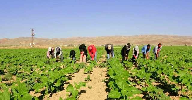 Şanlıurfa dan 600 kilometre yol gelen tarım işçilerinin zorlu mesaisi Kayseri Haberleri Habertürk Yerel Haberler