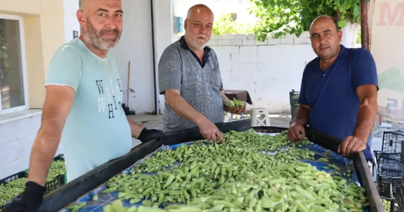 Eklem ağrısı olan bundan yiyor: Hasadı başladı, kilosu 200 lira!