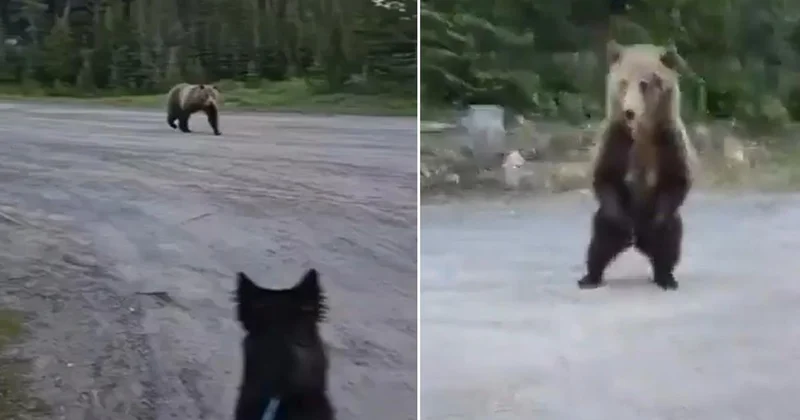 Dünya bu cesareti konuşuyor! Boz ayı ile burun buruna gelen kadını, akıllıca hamlesi hayatta tuttu