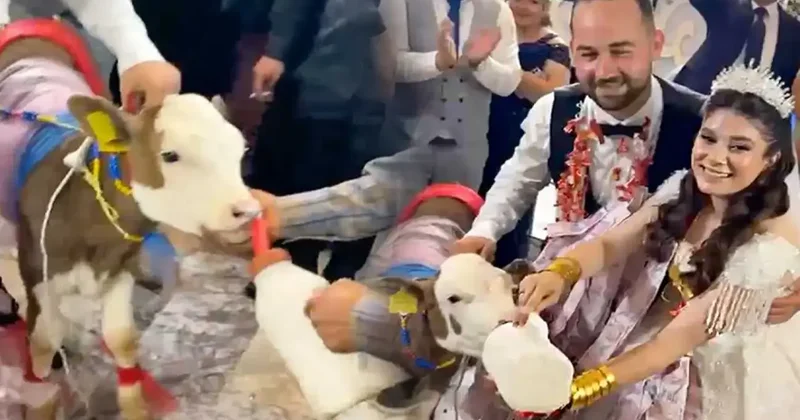 Manisa’daki düğünde ezber bozan anlar: Altın yerine buzağı taktılar!
