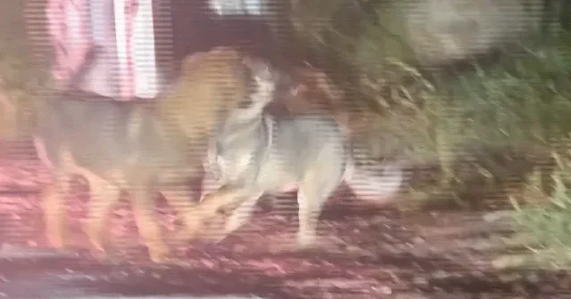 Sahipsiz köpekler Soğuksu Milli Parkı ndaki yaban hayatını tehdit ediyor VİDEO İZLE