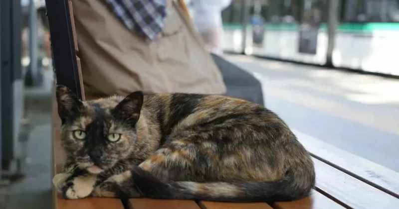 Tramvay durağını mesken tutan kedi, herkesin neşe kaynağı oldu