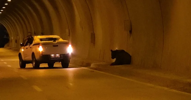 Karabük te otomobilin çarptığı yaralı ayı tüneli birbirine kattı Tünelde nefes kesen ayı operasyonu Otomobilin çarptığı ayı tünelden kaçtı, 10 metreden dere yatağına düştü Karabük Haberleri Habertürk Yerel Haberler