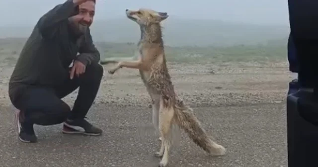 Bayburtlu aile yayla yolunda karşılaştıkları tilkiyi kekle besledi Bayburt Haberleri Habertürk Yerel Haberler