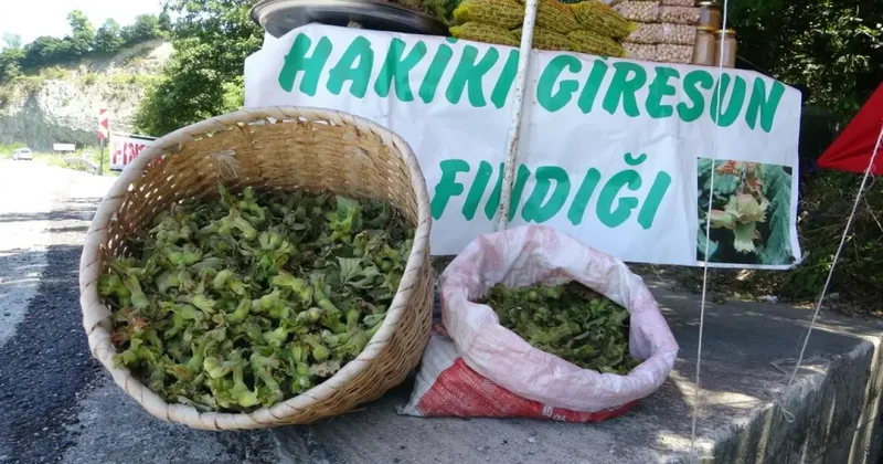 Yeni sezonun ilk fındığı! Kilosu 200 TL