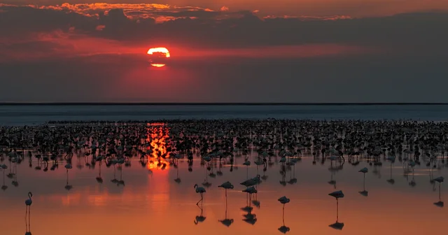 Son 5 yılın en yüksek yavru flamingo sayısına ulaşılan Tuz Gölü nde eşsiz görüntüler Aksaray Haberleri Habertürk Yerel Haberler