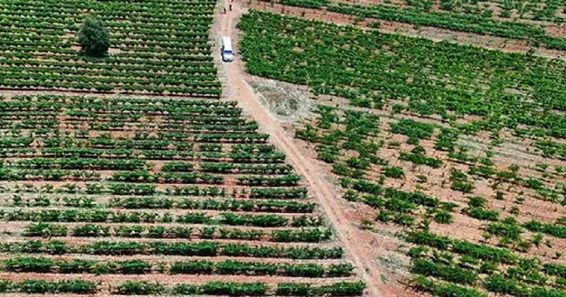 Çobanın yardımıyla buldu hayatı değişti: Şimdi geleceğin en büyük hazinesi Sözcü Gazetesi