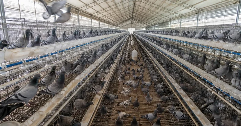 O ülkede güvercin eti talebi patladı: Yılda 600 milyon güvercin tüketiliyor Sözcü Gazetesi