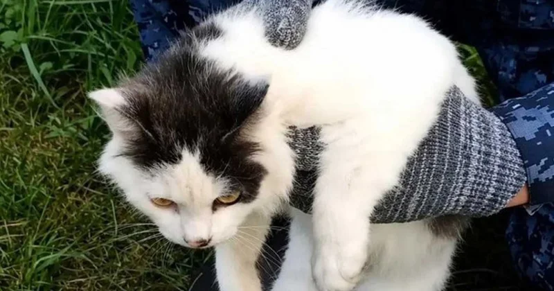 Kedi uyuşturucu kuryesi olarak yakalandı Sözcü Gazetesi