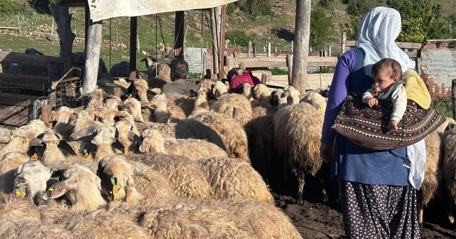 Erzincan Tulum Peyniri yaylalarda geleneksel yöntemlerle üretiliyor Erzincan Haberleri Habertürk Yerel Haberler