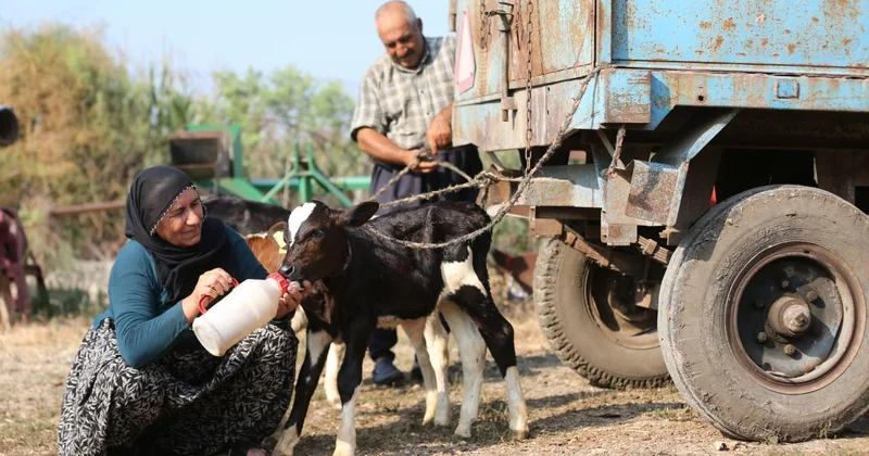 40 yıllık besici çiftin, yüz binde bir görülen üçüz buzağı sevinci